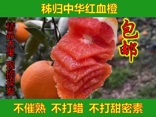 湖北秭归中华红橙血橙孕妇手剥甜橙新鲜农产品应季水果10斤包邮
