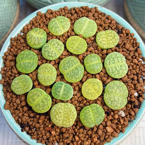绿象牙生石花多肉植物