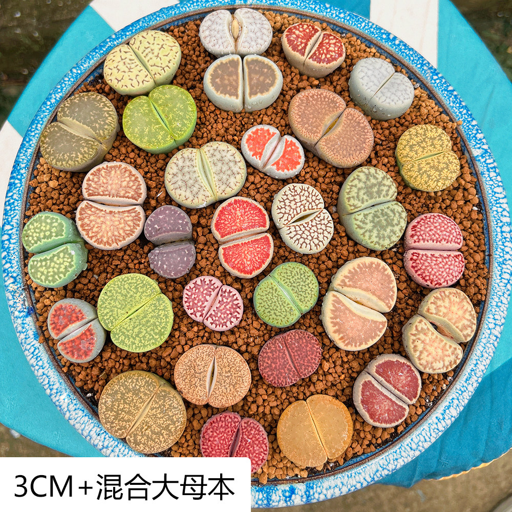 生石花多肉植物番杏科室内阳台绿植花卉盆栽新手好养活多肉大母本