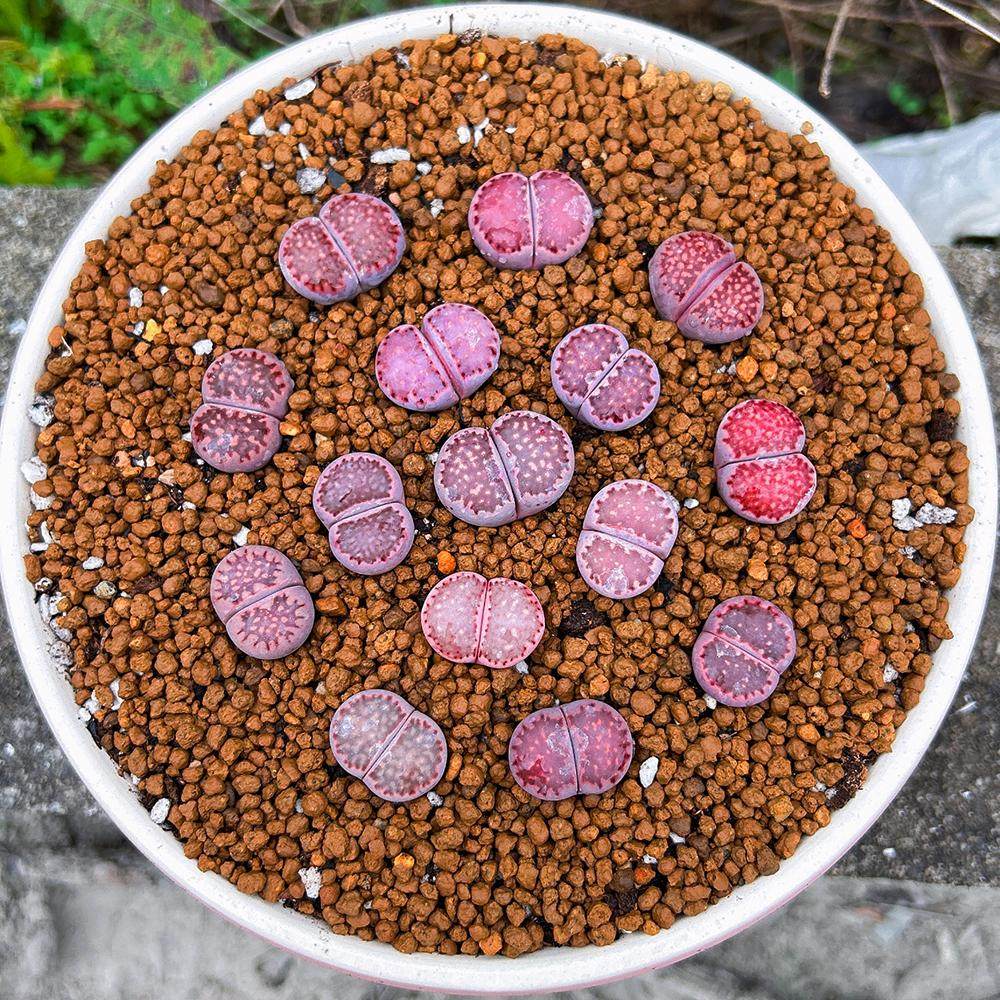 紫色混合生石花紫巴里紫李紫寿丽多肉植物阳台懒人多肉盆栽