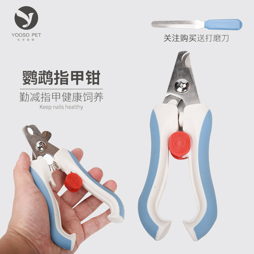 指甲宠物虎皮牡丹鹦鹉鸟