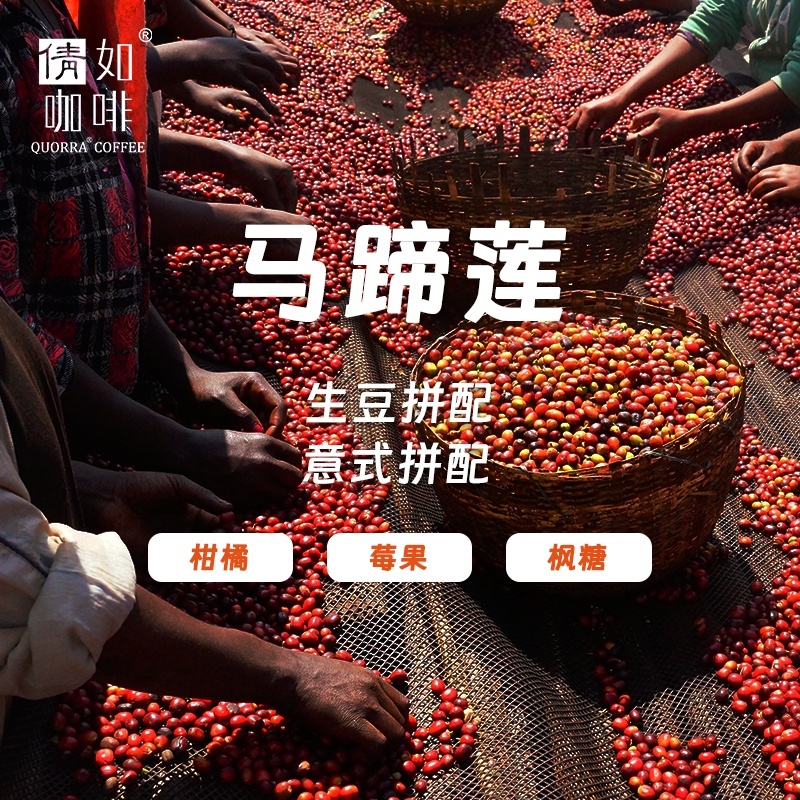 意式咖啡生豆埃塞拼配马蹄莲