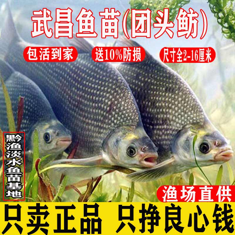 武昌鱼鳊鱼苗三角鲂团头鲂扁鱼苗