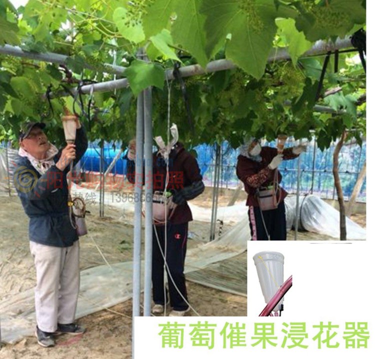 葡萄膨果药液水回流神器浸果器催红膨大雾化省药水果催果打药机