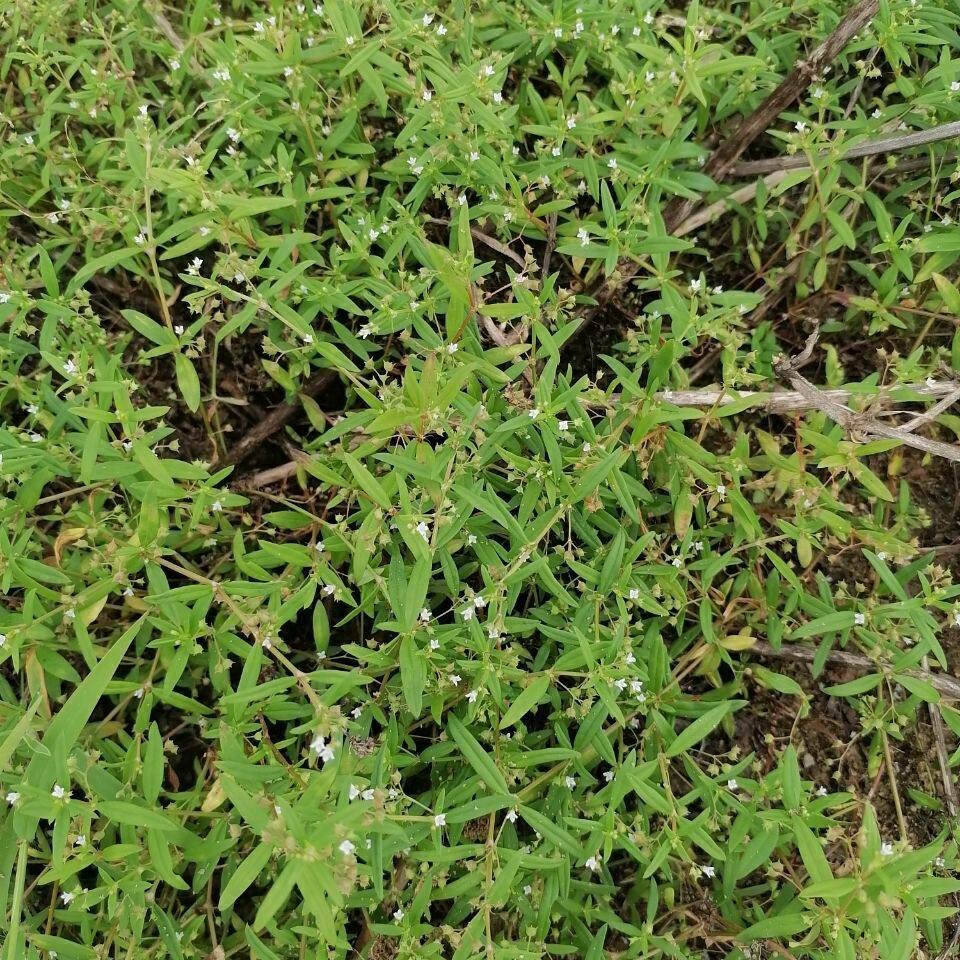 野生白花蛇舌草中草药百花蛇舌草新货干蛇舌草茶白花舌蛇草中药材