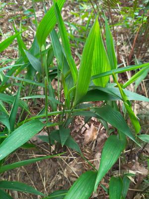 野生淡竹叶 干货山鸡米 金竹叶 迷身草 竹叶草 苦竹叶凉茶