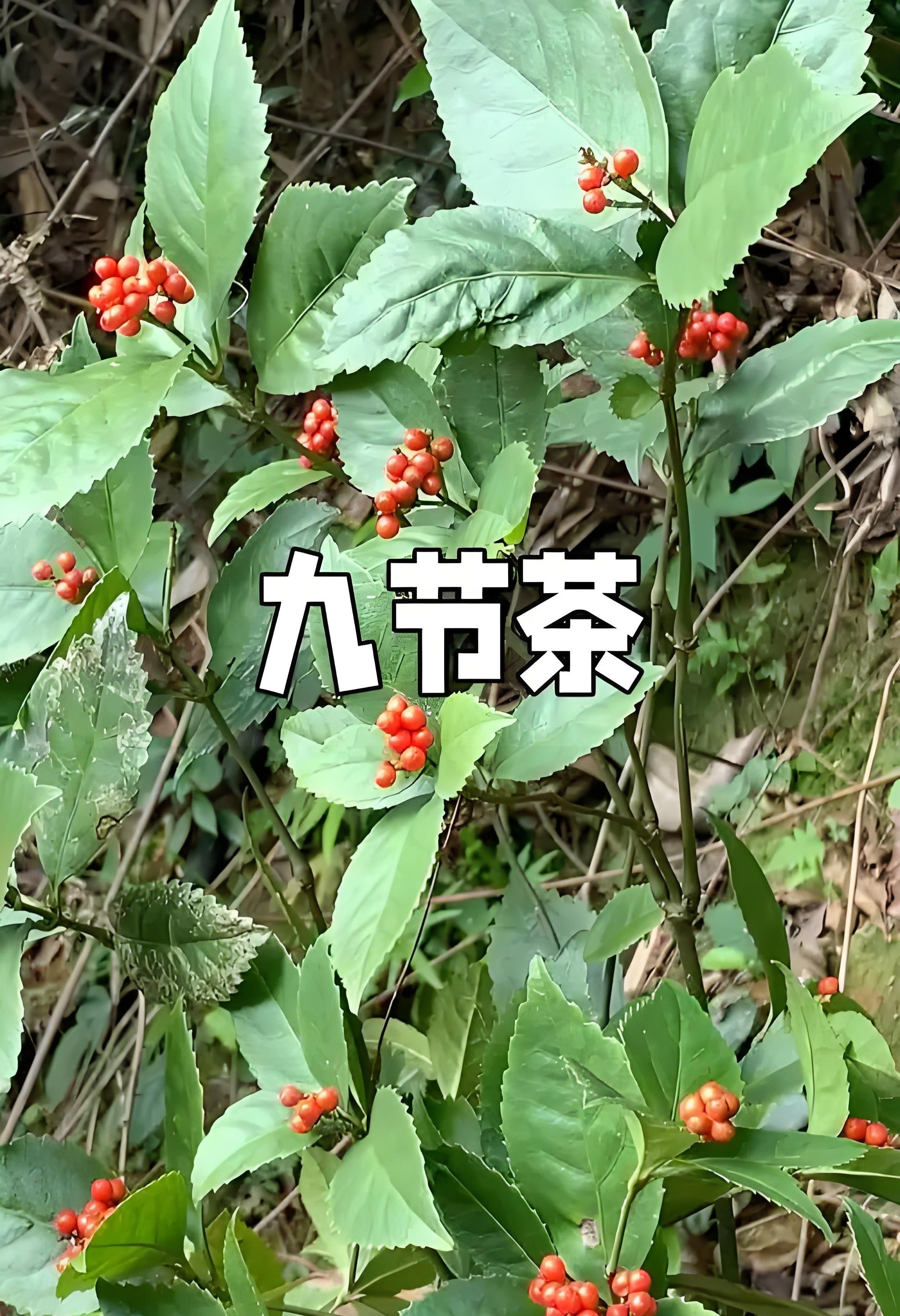 野生肿节风 肿节茶草珊瑚 九节风 接骨莲 九节茶 干货 中药材包邮 - 实物图