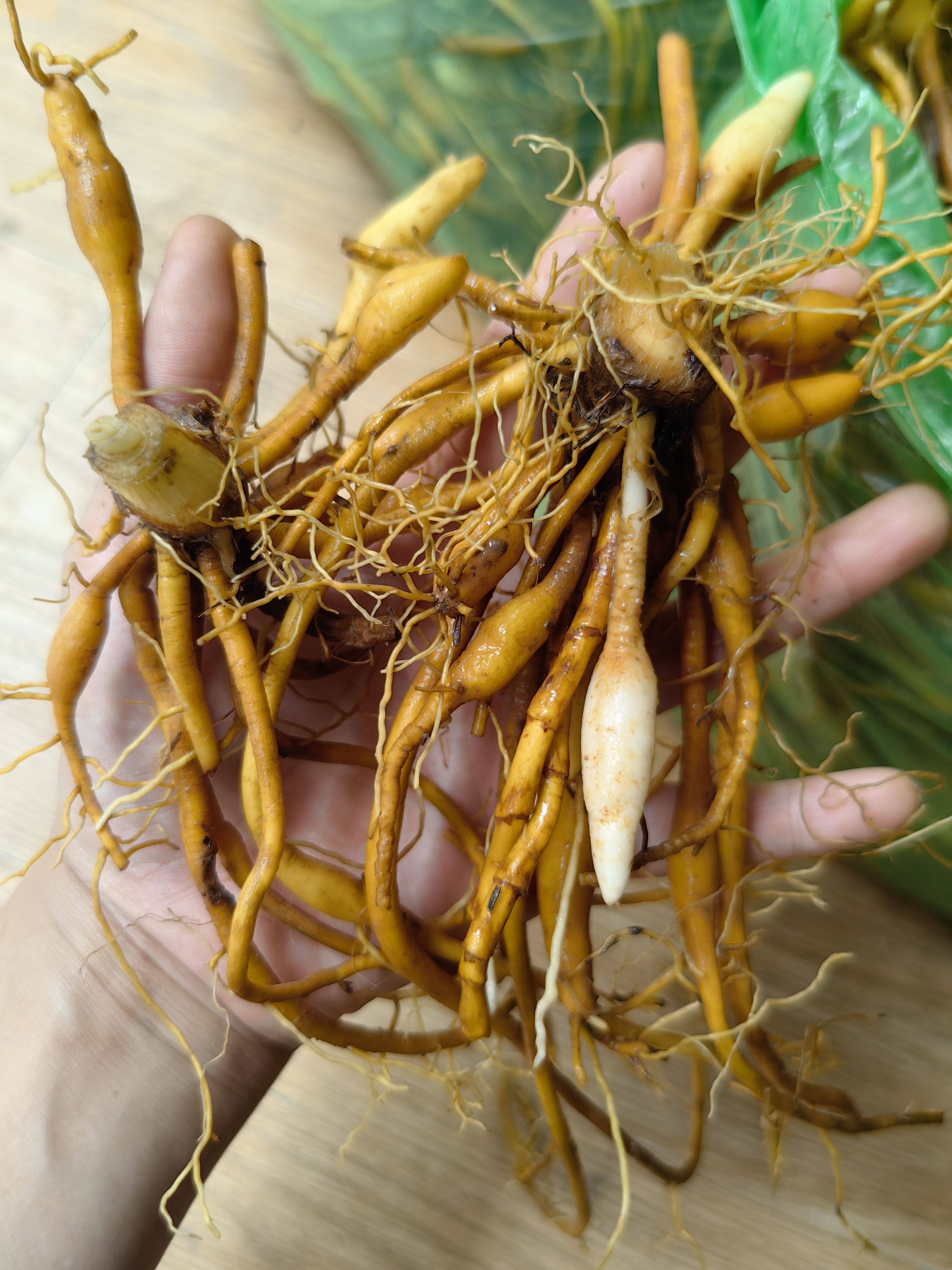 新鲜黄花菜根中药材大山金针苗根萱草根忘忧草根黄花菜苗500g包邮