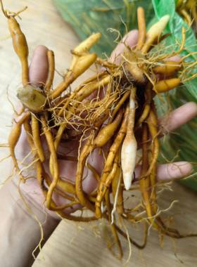 新鲜黄花菜根中药材大山金针苗根萱草根忘忧草根黄花菜苗500g包邮