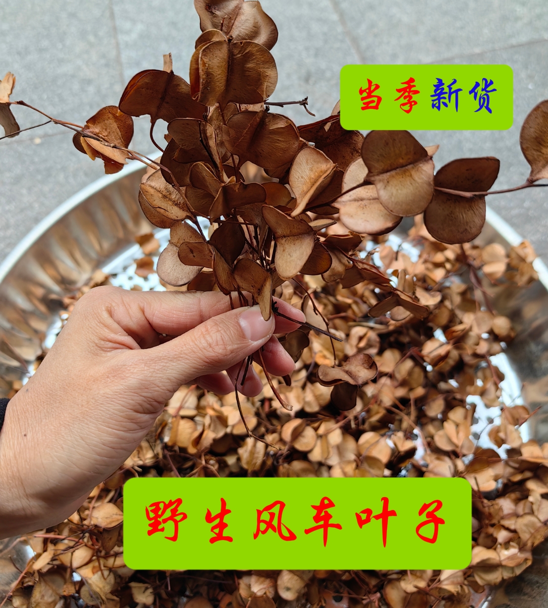 中药材野生风车叶草药 车儿风吹叶子 风车子风车叶耳朵响有异常音