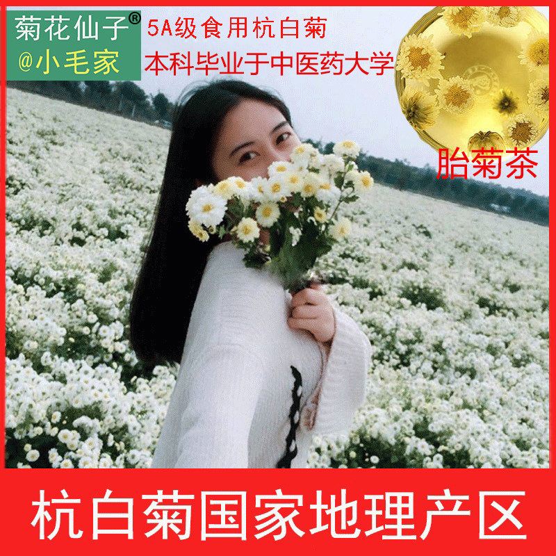 杭白菊种苗 胎菊花苗 泡茶可食用花草茶桐乡原产地浙八味杭菊明目