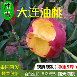 黄心油桃现摘现发大连新鲜水果5斤当季 应季黄壤黄肉桃子自家桃园