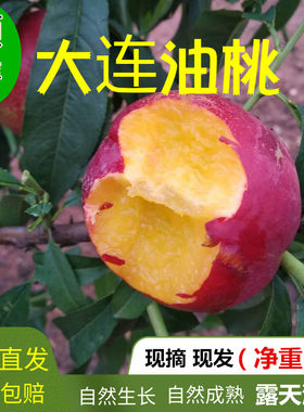 黄心油桃5斤辽宁大连甜