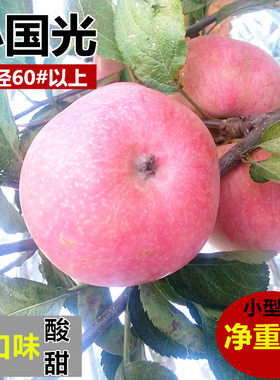 国光苹果酸甜小苹果大连瓦房店农家自产应季当季水果净重7斤
