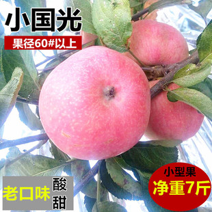 国光苹果酸甜小苹果大连瓦房店农家自产应季当季水果净重7斤
