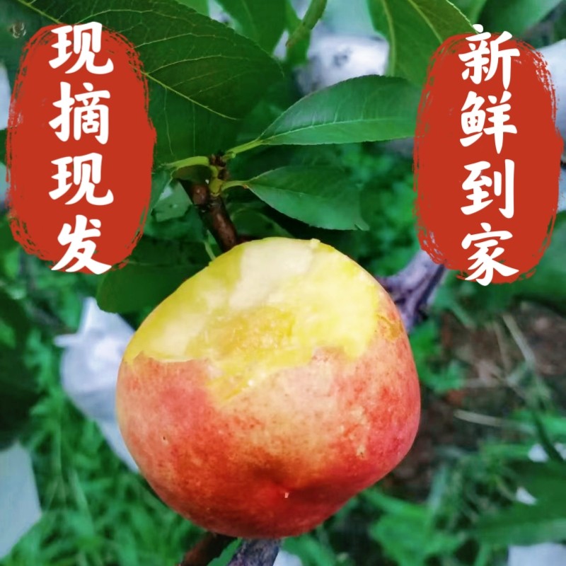 黄心油桃现摘现发大连新鲜水果5斤黄壤黄肉桃子8月中下旬成熟