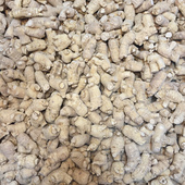 长白山新品 西洋参段整枝500g无硫花旗参大粒头货足干直生根打粉