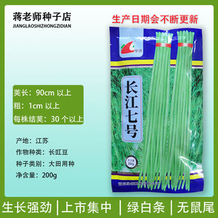 绿领长江七号长豇豆种子小叶早熟绿白条无鼠尾缸豆种孑江豆角种籽