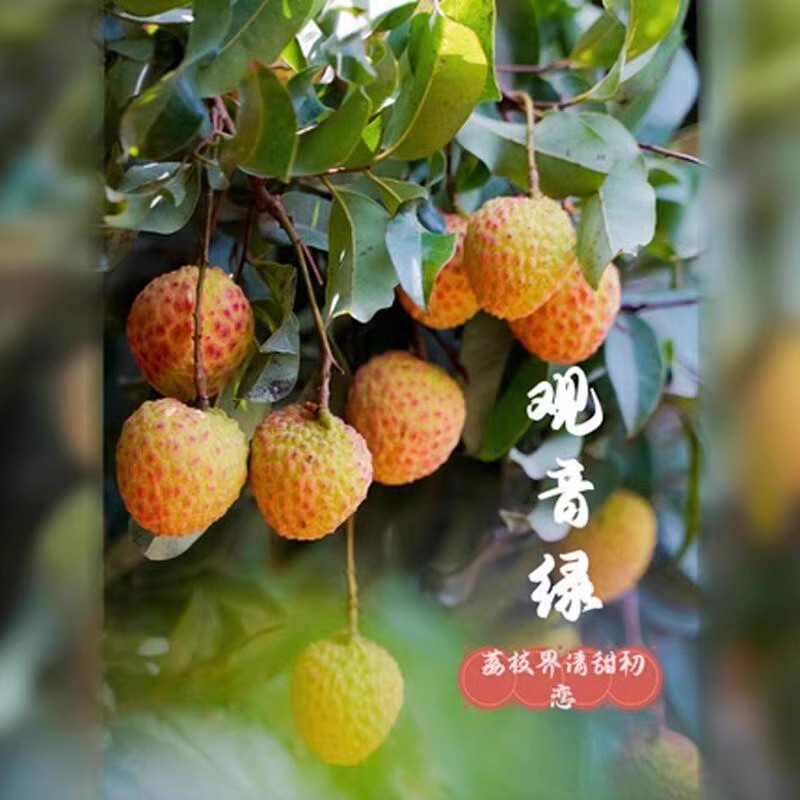 四川8月晚熟观音绿荔枝新鲜现摘源自樟木头东莞金河非增城挂绿