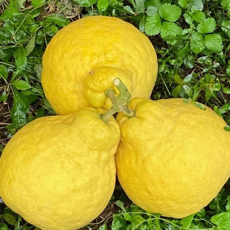 正宗合江瓦房村真龙柚纯甜不酸