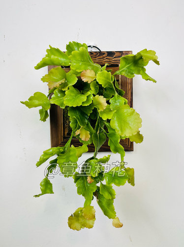 绿鱼尾丝苇 雨林附生仙人掌科 丝苇属懒人植物可观叶观花观果