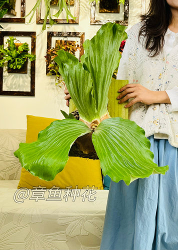 象耳鹿角厥 象耳  ins风网红热植鹿角厥观叶稀有植物多年生