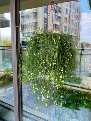 喀秋莎丝苇 雨林仙人掌科附生丝苇 垂吊常绿耐阴好养家居绿植软装