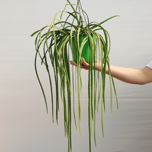 玻利维亚 雨林仙人掌科 附生丝苇 室内垂吊四季常绿开花软装绿植