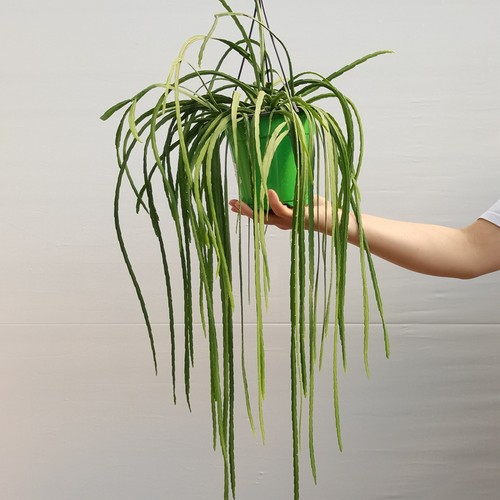 玻利维亚 雨林仙人掌科 附生丝苇 室内垂吊四季常绿开花软装绿植