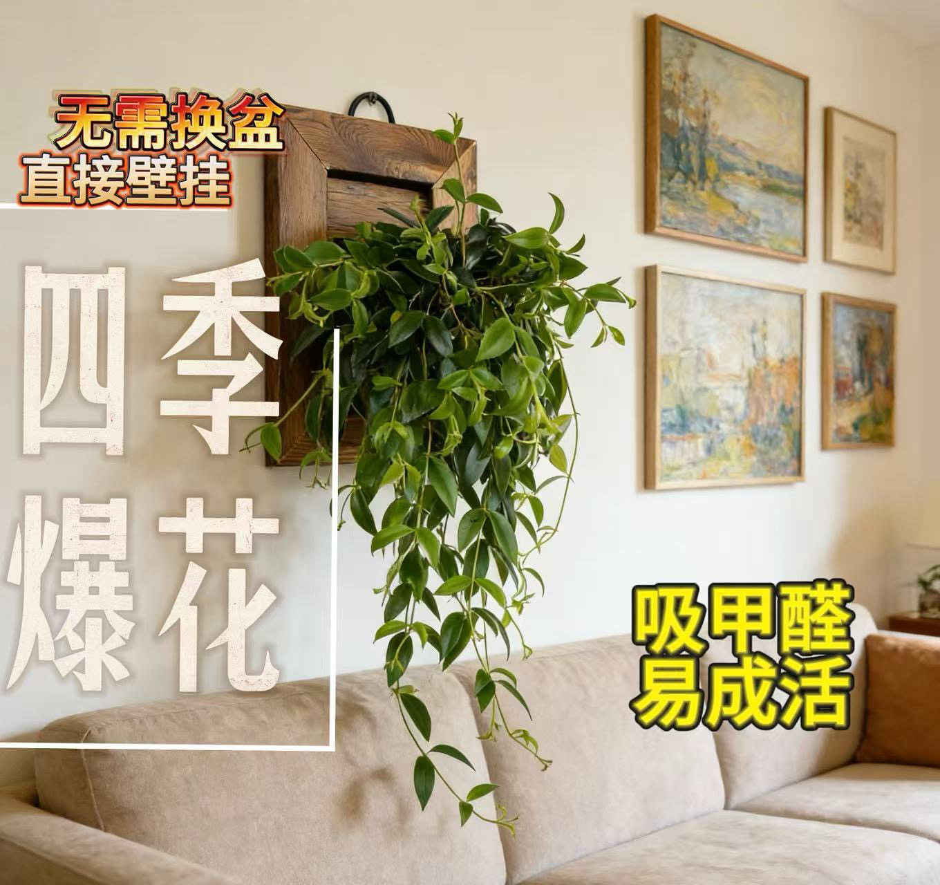 【柳叶吊兰】室内多年生耐阴垂吊四季开花观叶绿植净化空气顺丰,鲜花速递/花卉仿真/绿植园艺,秋海棠,淘宝优惠券,粉丝福利购,淘宝优惠卷