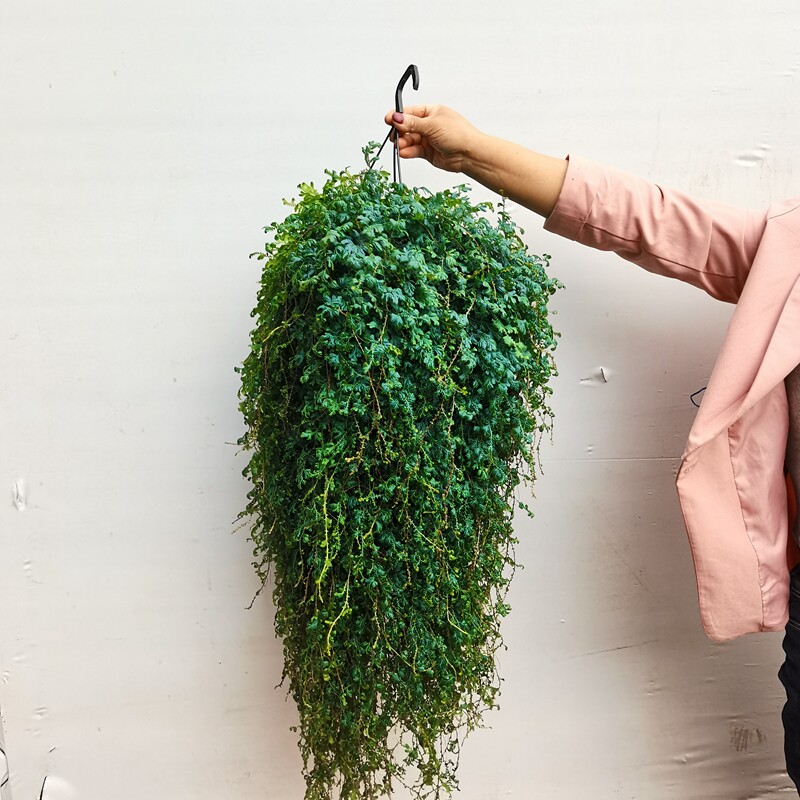 会变色的蕨变色龙翠云草珊瑚蕨新奇室内垂吊好养耐阴喜水章鱼种花