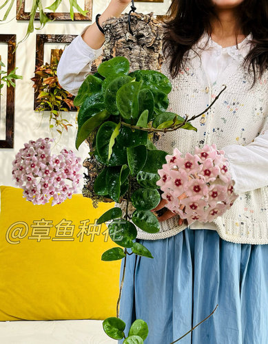 克林顿球兰高级垂吊开花观叶