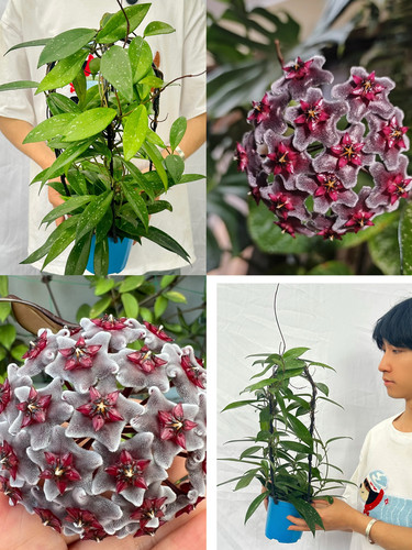 黑巴顿球兰  多年生室内阳台垂吊开花  开花有香味 观叶观花绿植