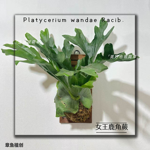 板植大型女王鹿角蕨成品带板发货