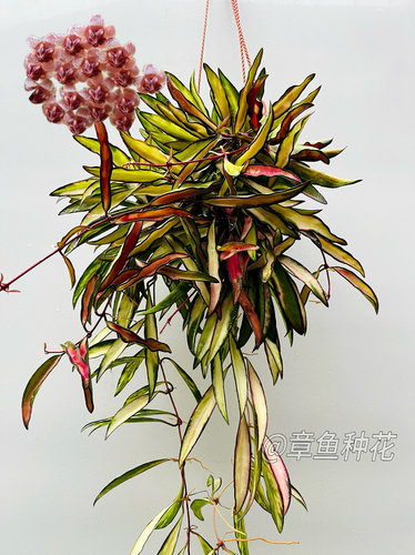 冰糖内锦球兰  多年生室内阳台垂吊开花  开花有味 观叶观花绿植