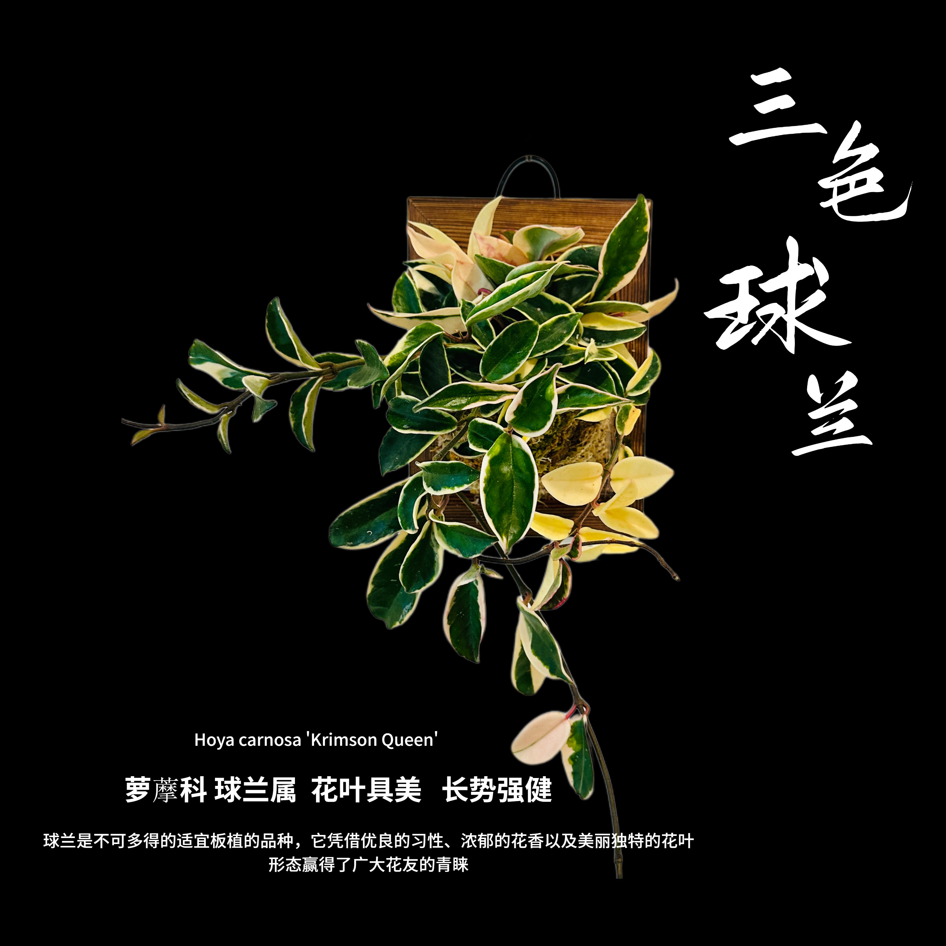 【三色球兰 】 阳台室内开花观叶盆栽爬藤多年生花叶球兰顺丰包邮