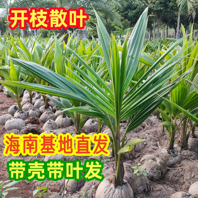 海南椰子苗红椰青椰泰国黄金椰