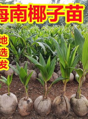 海南椰子苗绿植盆栽宝带皮带壳