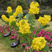升级版 饰LED氛围灯 高仿真太阳能5头油菜花灯节日花园露台草坪装