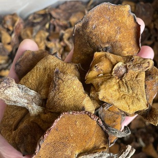 新货东北野生新鲜松蘑松蛾子粘团子炖鸡炖肉