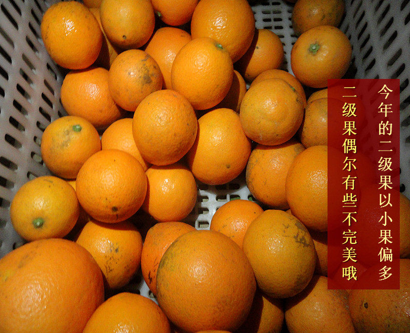 赣南脐橙橙子信丰脐橙现采现发新鲜水果