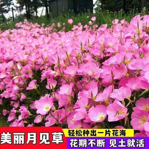 撒下就能年开花的美丽月见