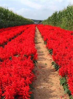 矮串红种子盆栽花草高串红花种