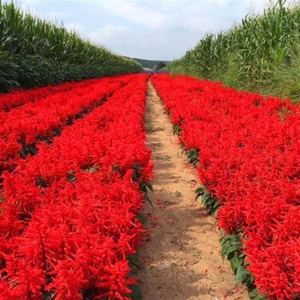 矮串红种子盆栽花草矮串红高串红花种子四季播易种花海花卉花籽子