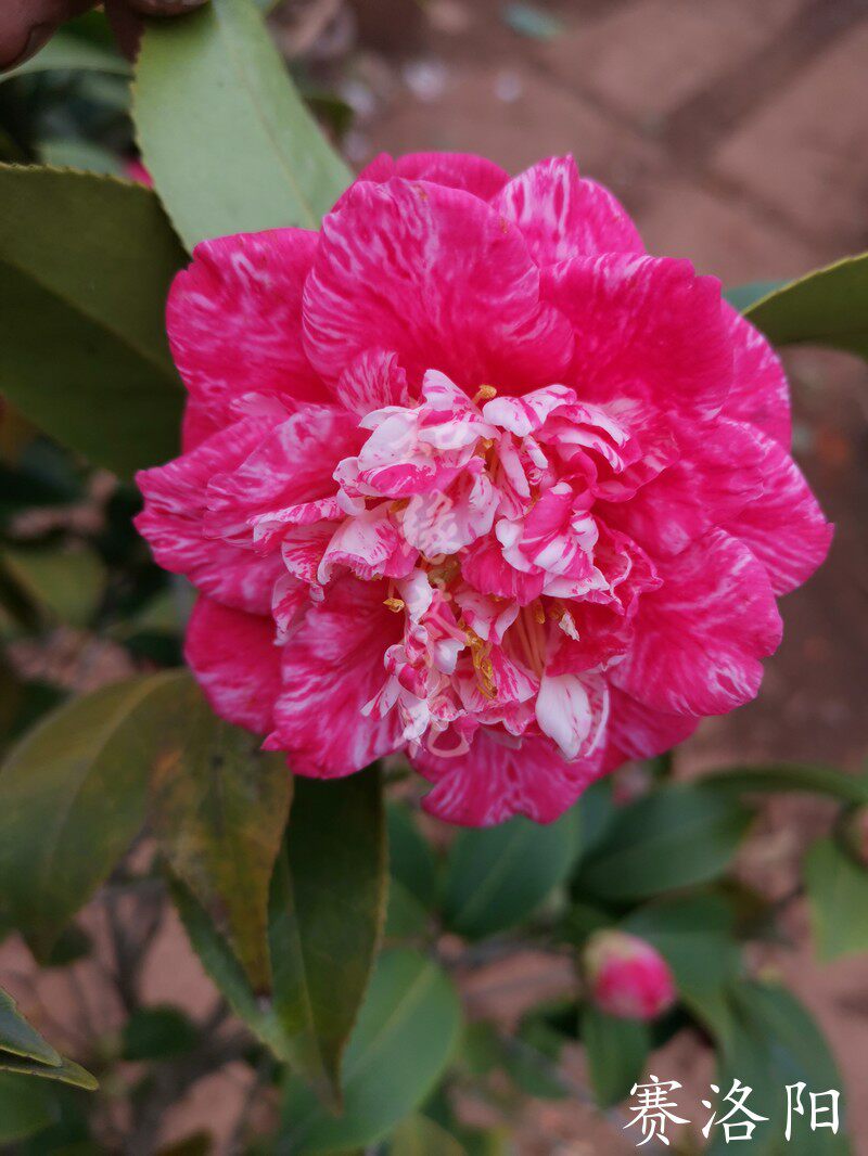 赛洛阳茶花盆栽苗  红茶花十大名茶之一御所车