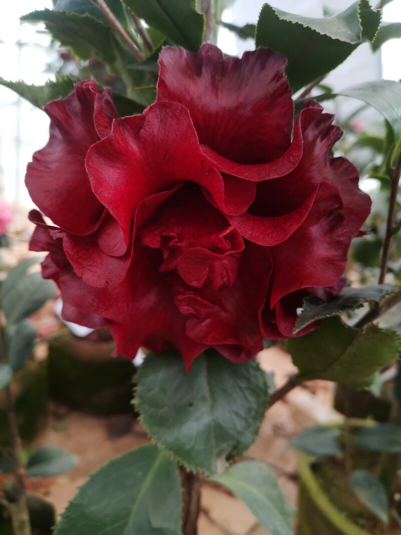 黑魔法茶花盆栽  红到黑色带蜡质