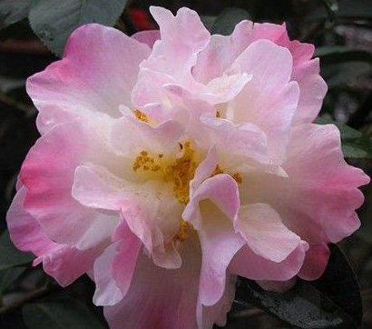 雪娇茶花盆栽扦插苗原生苗嫁接树苗云南茶花名贵品种大理雪里红