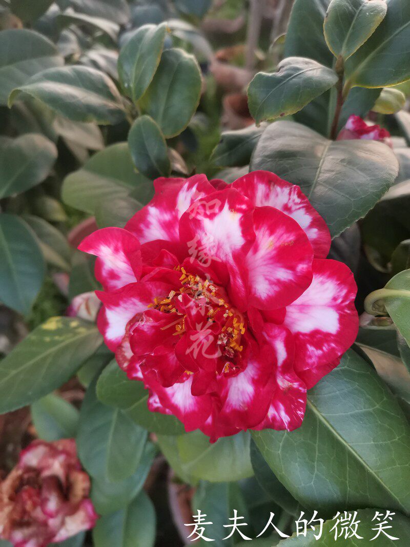 麦夫人的微笑茶花盆栽 树苗