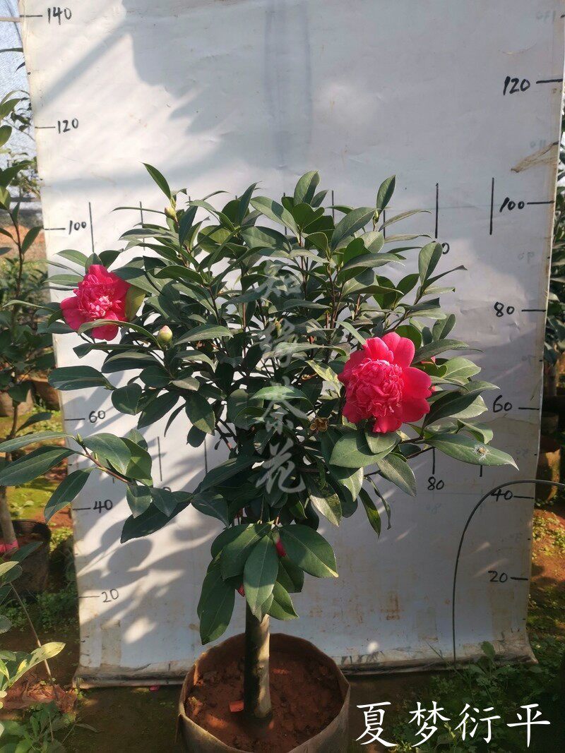 夏梦衍平茶花重瓣四季杜鹃红山茶开花不断托桂型复色彩叶夏梦衍平