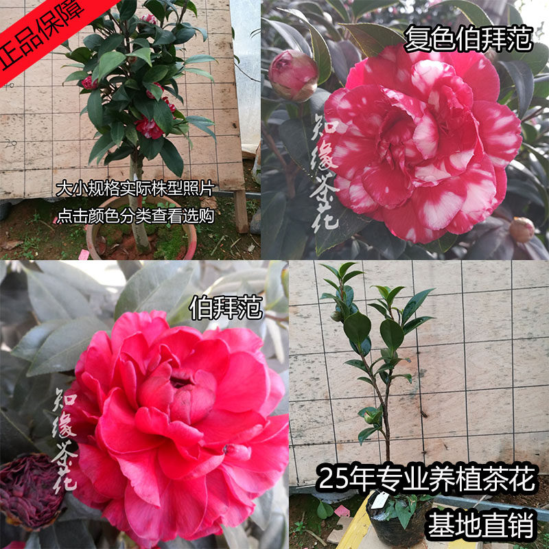 复色斑色伯拜范 花宝比叶 扦插原生树苗大苗嫁接盆栽山茶花